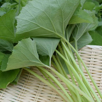 [남도애] 국산 생 머위잎 (특품) 500g/1kg/2kg 선택