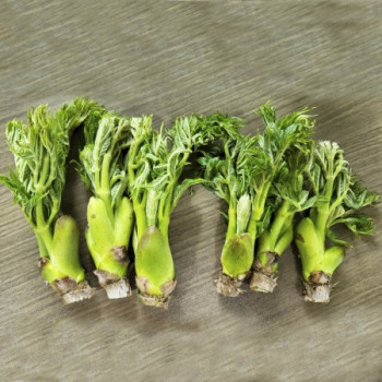 [오커브팜] 향긋한 참두릅 원순 옆순 혼합 500g 1kg