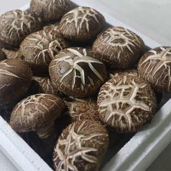 [ 산지직송 ] 표고버섯 1kg 선물포장 무농약 참나무표고버섯농장 산지직송 설 추석 명절 어버이날 선물
