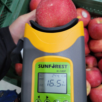[부사] 아삭 꿀가득 사과 가정용 2KG 중소과 (9과-12과)