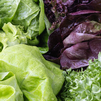 [딱! 7일 특가] [아침애딴] 당일수확 유러피안 쌈채소 샐러드 3종 혼합 800g 1kg