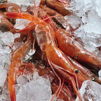 ★냉동★ 동해안 자연산 홍새우 500g/팩 단새우 꽃새우 동해직송
