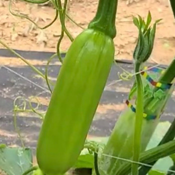 [남도애] 국산 인큐 애호박 특품 4개/6개/12개(개당중량 320~350g) 선택