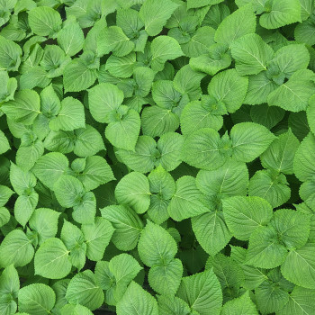 밀양 깻잎 500g/ 1kg