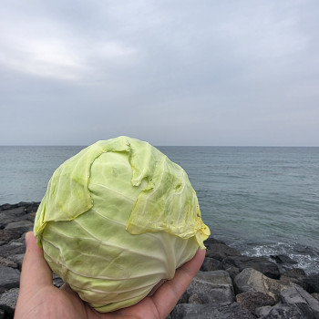 제주 미니 양배추 3kg/ 5kg/ 10kg