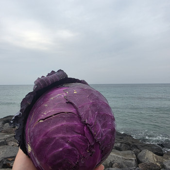 제주 적채 3kg/ 5kg/ 10kg