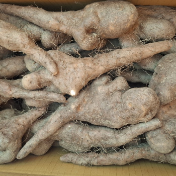 안동 마 가정용 못난이 1kg/ 2k/g 3kg/ 5kg/ 10kg