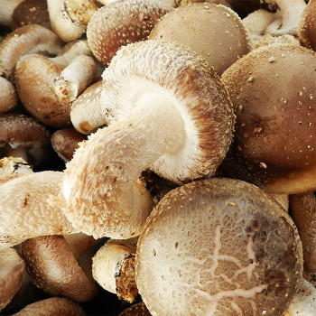 [굿파머] 송고버섯 상 600g / 900g / 1.3kg