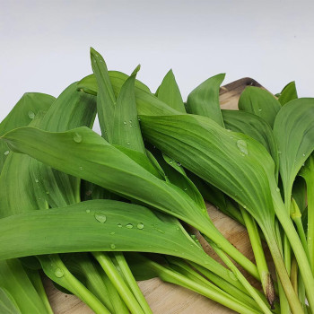 [굿파머] 강원도 고랭지 명이나물 500g / 1kg