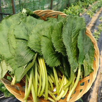 유기농 곰취 500g/ 1kg/ 2kg