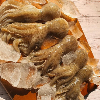 [굿수산] 연안 활 주꾸미 1kg (12미 내외)