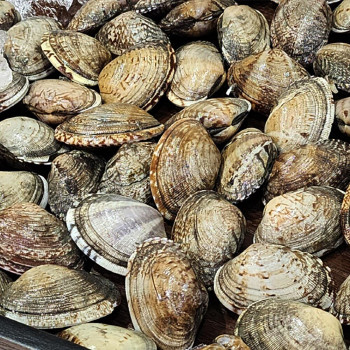 [굿수산] 왕 바지락 1kg (50~55미)내외