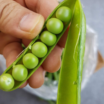 껍질 완두콩 500g/ 1kg/ 2kg/ 3kg