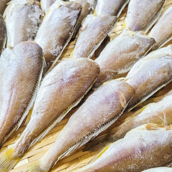 자연산 국산 반건조 두절 참조기 500g (17미 내외 / 손질 후 크기 15cm 내외) / 전남목포