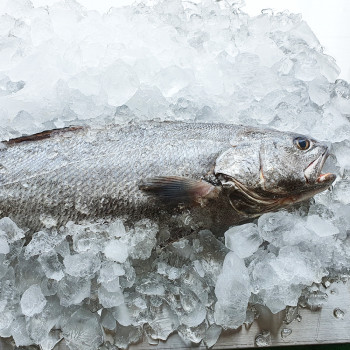 자연산 국산 민어 한마리 (50cm 이상 / 손질 후 중량 약 1.3kg 내외) / 전남목포