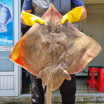 자연산 흑산도 홍어 250g / 500g / 1kg 저온숙성 (약한숙성, 중간숙성, 강한숙성) / 전남목포