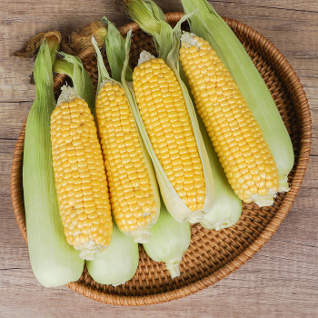 [아침애딴] 산지직송 달콤한 초당옥수수 중품 특품 노랑이 황백이 껍질 그대로 발송!☆수확 후 출고2-5일소요☆