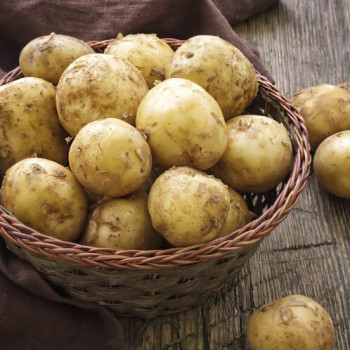 [26년 햇감자]올해 첫 수확한 햇감자(2kg/3kg)