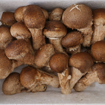 [가락시장] 국내산 참송이버섯 1kg (못난이/특품)