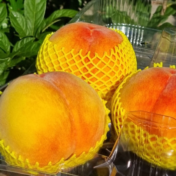 [황도복숭아]달콤하고 과즙 풍부한 황도 1kg/2kg(10-16과)