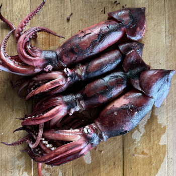 [딱! 7일 특가] [법계수산] 통찜용 한치/오징어 1kg (원양산)