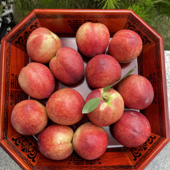 (농할) 천도복숭아/ 신비복숭아/ 대극천 복숭아 1kg/2kg(18-32과) 새콤달콤
