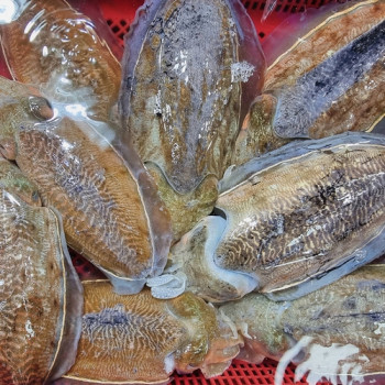 [한결스토어]가 살려서 보내드리는 생물 활 갑오징어 1kg (2-4미)