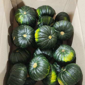 제주산 미니 밤호박 보우짱 1.5kg / 2.5kg /4.5kg/9kg 부드러운 다이어트음식