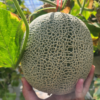 (농할) 국내산 고당도 머스크 메론 2kg(1수)/4kg(2-3수)/8kg (5-6수) 꿀멜론