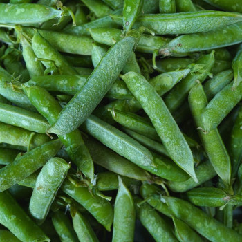 [경매직송] 국내산 완두콩 1kg/2kg/4kg 선택