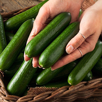 국내산 미니오이 스낵오이 500g 1kg 2kg 국산 백오이 꼬마오이