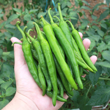 국내산 청양고추 매운고추 땡초 500g 1kg 3kg 5kg 10kg
