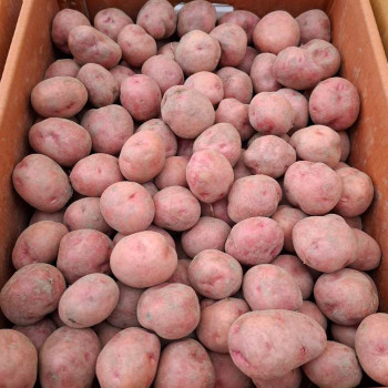 (농할)★산지직송★국내산  햇 홍감자 1~5kg 택