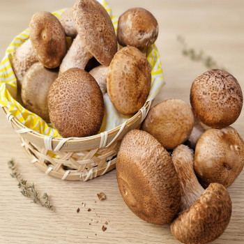 (농할) 국내산 송화버섯 송향버섯 쫄깃한 고기식감 500g/1kg