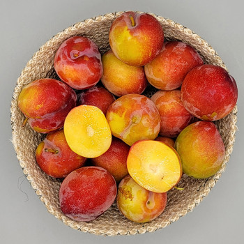 (농할) [남도애] 상큼한 햇 자두 1kg/2kg/3kg