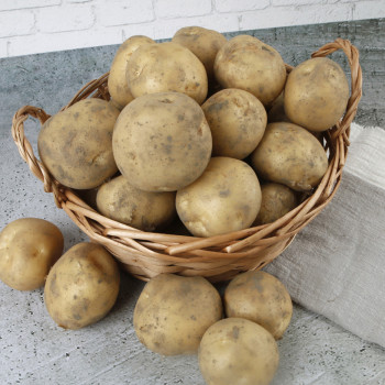 (농할) 포슬포슬 국내산 햇 수미감자 1kg/2kg/3kg/5kg/10kg (중,대,특,왕특)