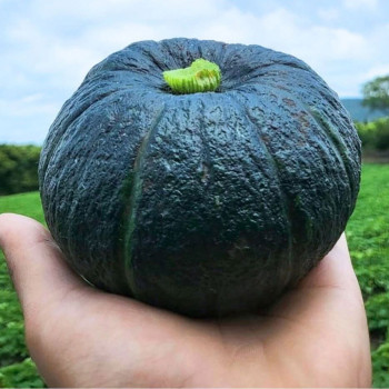 [굿파머] 제주 미니밤호박 2kg / 3kg / 5kg / 10kg