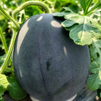 고당도 흑수박 블랙수박 산지직송 꿀수박 4~6kg