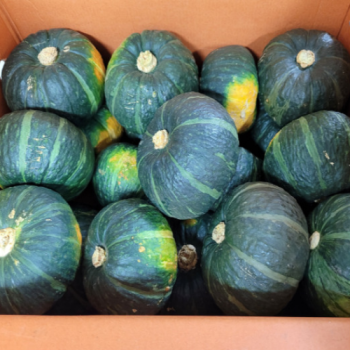 [제주팜] 산지직송 제주 미니단호박 3kg/5kg/10kg