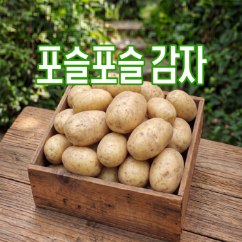 포슬포슬 국내산 감자(대) 2kg / 3kg / 4kg / 5kg