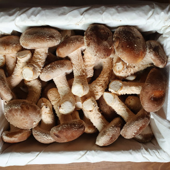 [농부가바로팜] 착한송이버섯 800g
