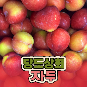 [딱! 7일 특가] [당도상회] 국내산 12브릭스 여름제철 꿀자두 500g/2kg