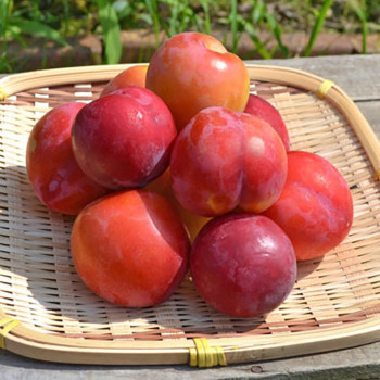 [건양농가] 명품 프리미엄 와촌자두 500g / 1kg / 2kg