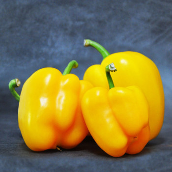 [농협] 한아름드린 파프리카(노랑) 2kg/4kg(상/가정용)