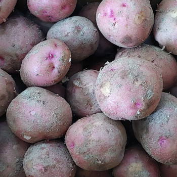 [뜰안애] 제철미각 홍감자 3kg/5kg/10kg(조림용/개당60g이하)