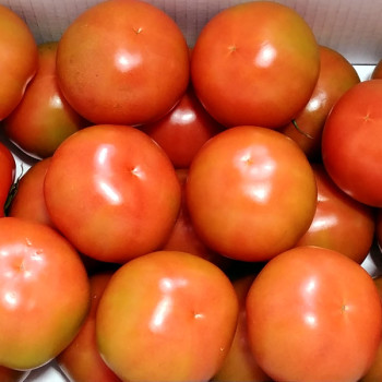 [뜰안애] 완숙토마토 5kg(특1-3번과랜덤/23-45과내외)
