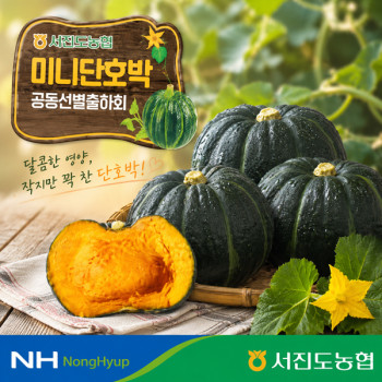 [서진도농협] 진도 미니 밤호박 4kg(8~12개)