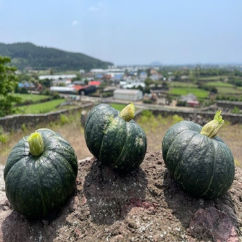 [제주] 산지직송 제주 미니 밤호박 로얄과 1kg/2kg/3kg/5kg/10kg