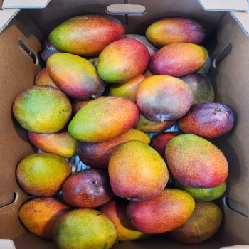 [제주] 산지직송 제주 애플망고 1kg/2kg/3kg