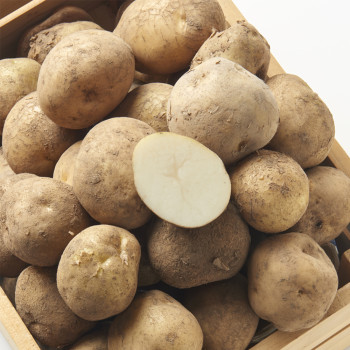 (농할) [제주] 산지직송 제주감자 대/특(4.5kg/9kg)